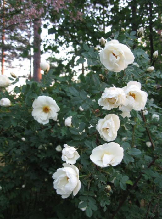 [Juhannusruusu ja unkarin sireeni kukassa]