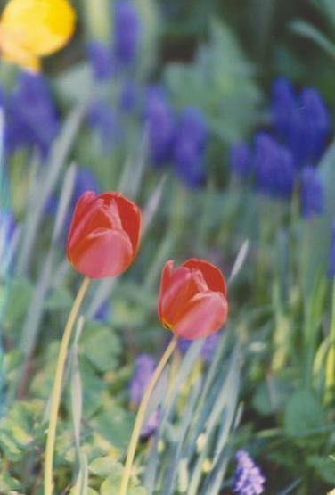 [Tulips]