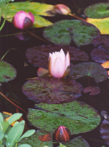 [Flower]