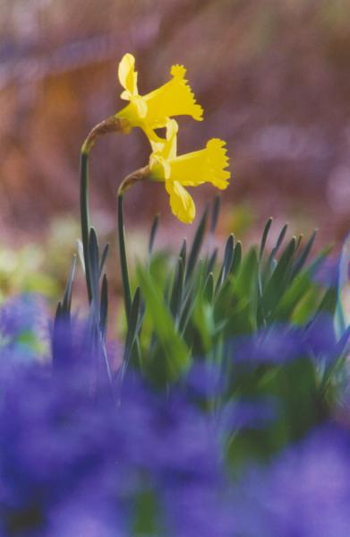 [Garden]