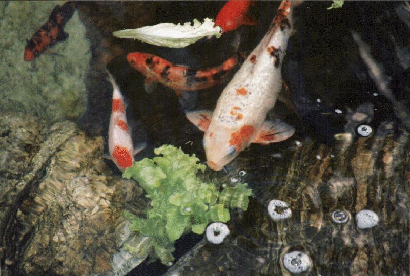 [Salad bar in 1998]