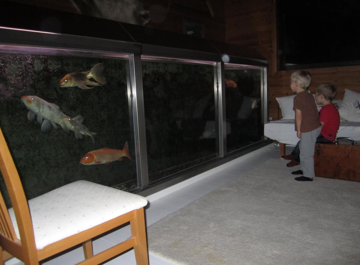 [Kids enjoying the Koiquarium in 2011]