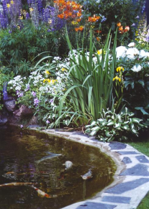 [Niina's koi pond garden]