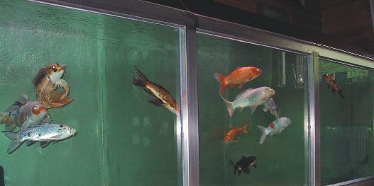 [Niina's koiquarium in 2004]