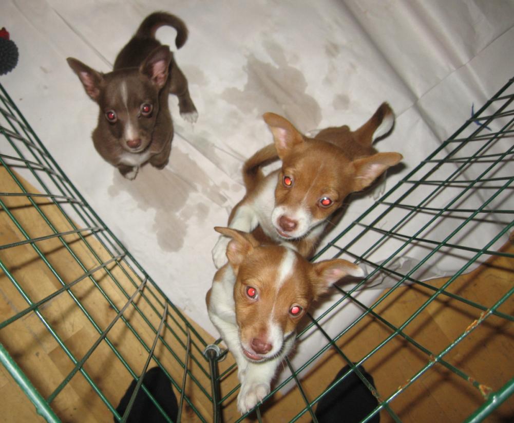 [Podengo Portugues Pequeno Liso as a Puppy]