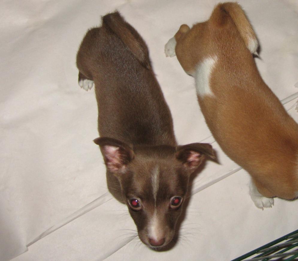 [Podengo Portugues Pequeno Liso as a Puppy]