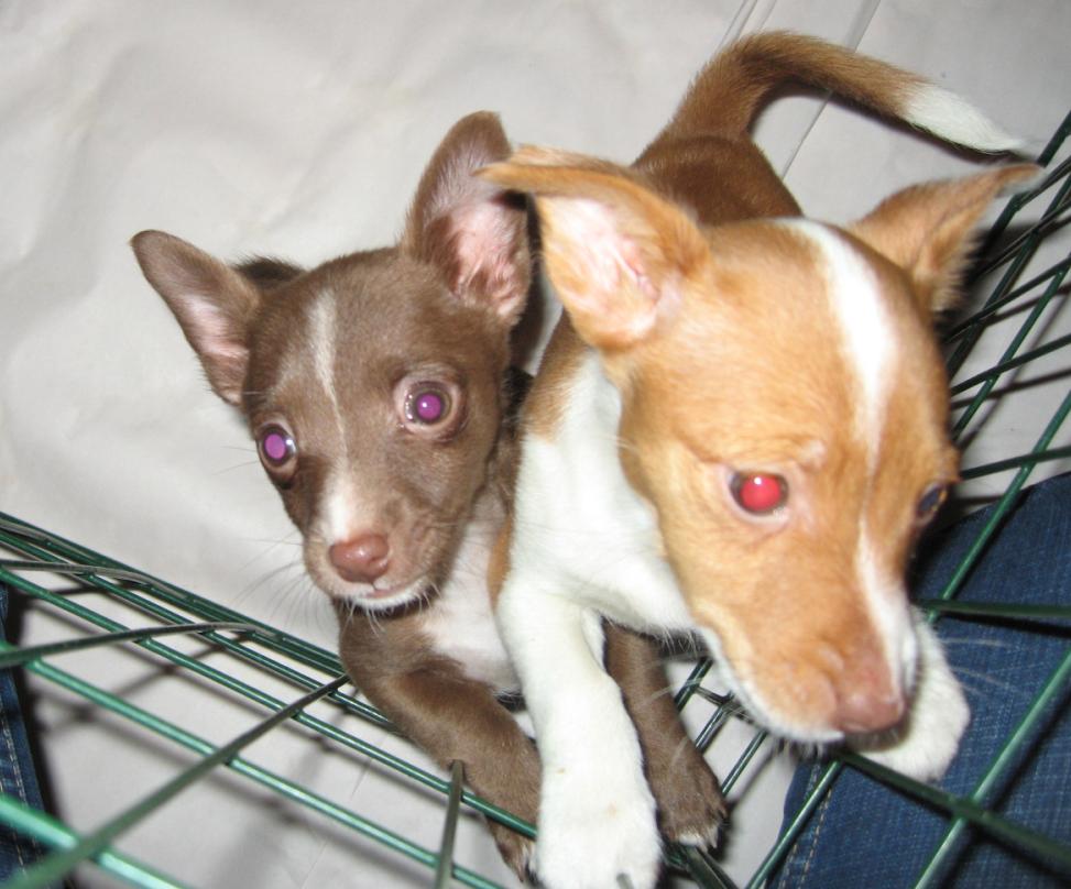 [Podengo Portugues Pequeno Liso as a Puppy]