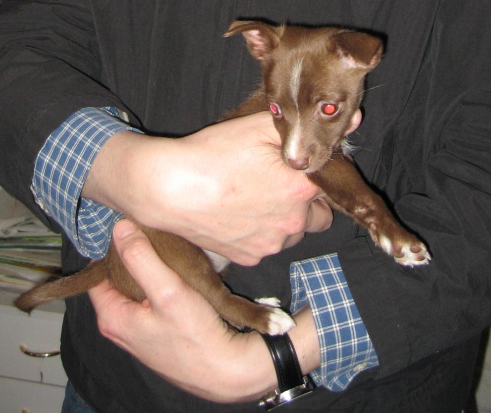 [Podengo Portugues Pequeno Liso as a Puppy]