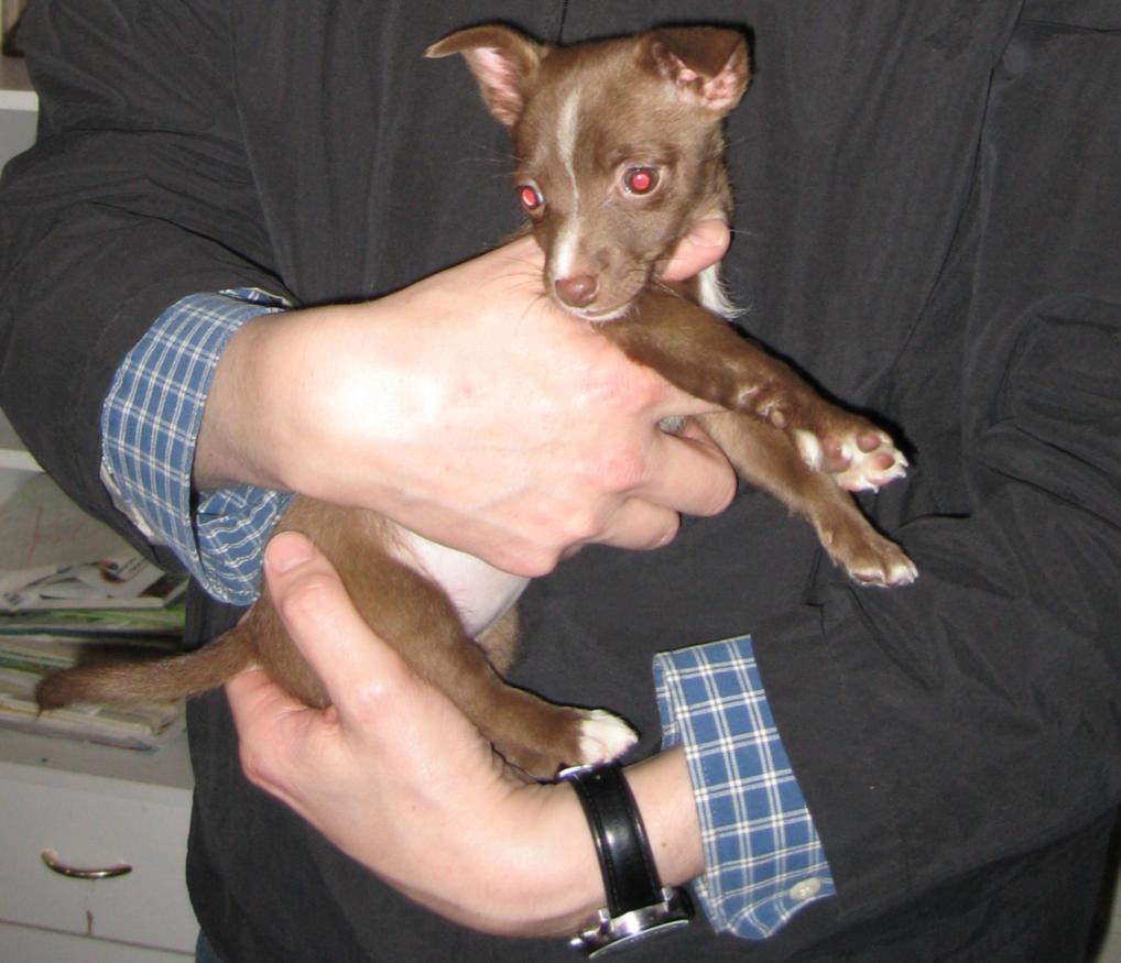 [Podengo Portugues Pequeno Liso as a Puppy]