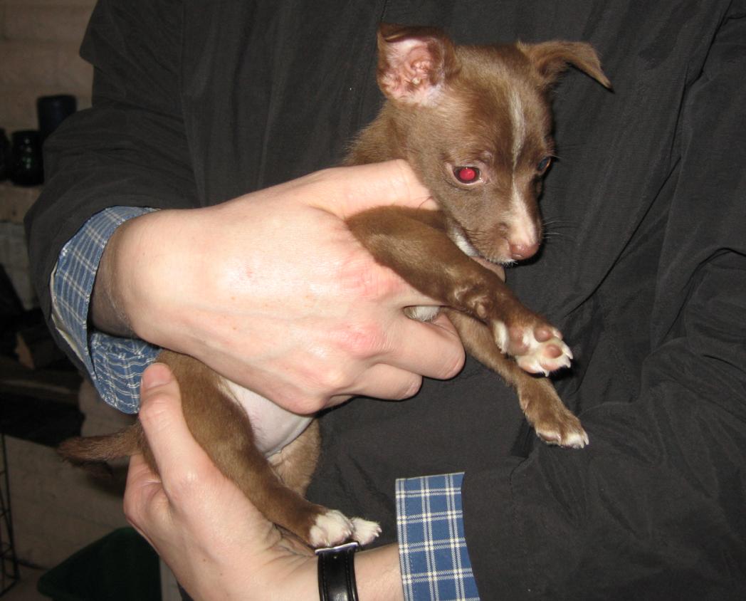 [Podengo Portugues Pequeno Liso as a Puppy]