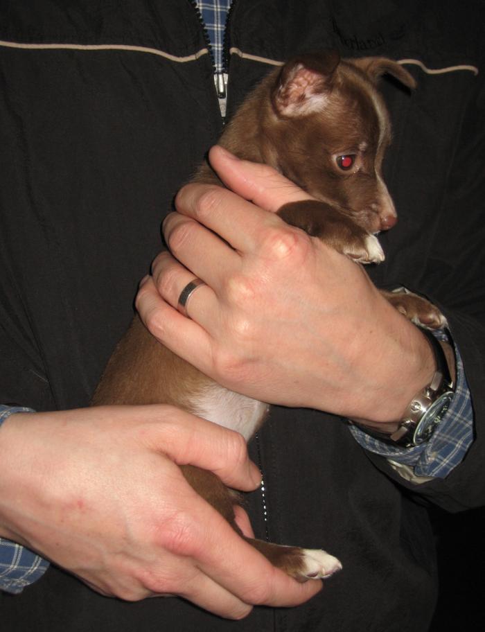 [Podengo Portugues Pequeno Liso as a Puppy]