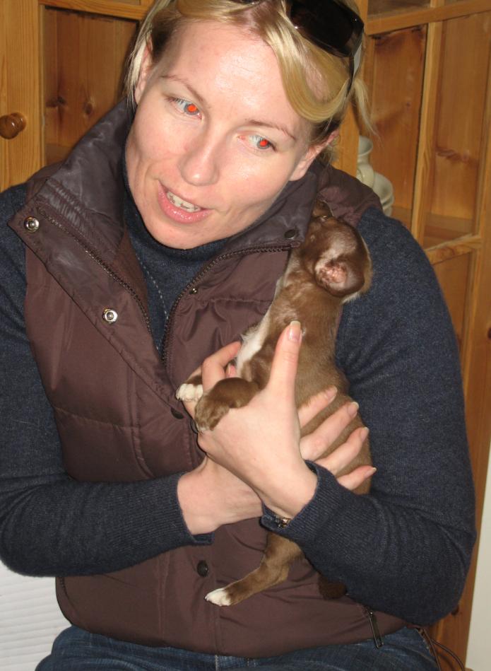 [Podengo Portugues Pequeno Liso as a Puppy]