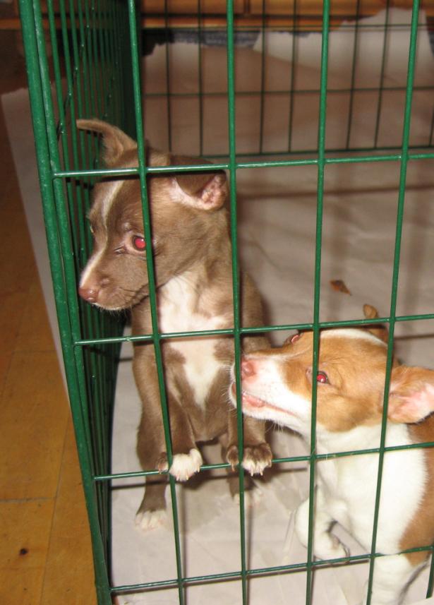 [Podengo Portugues Pequeno Liso as a Puppy]