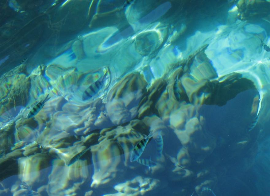 [Swimming with the Fish]